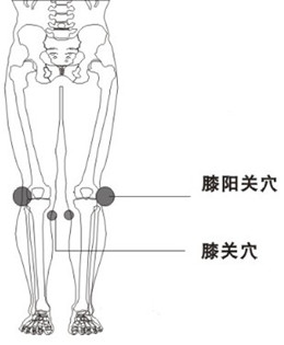 膝阳关穴的位置图