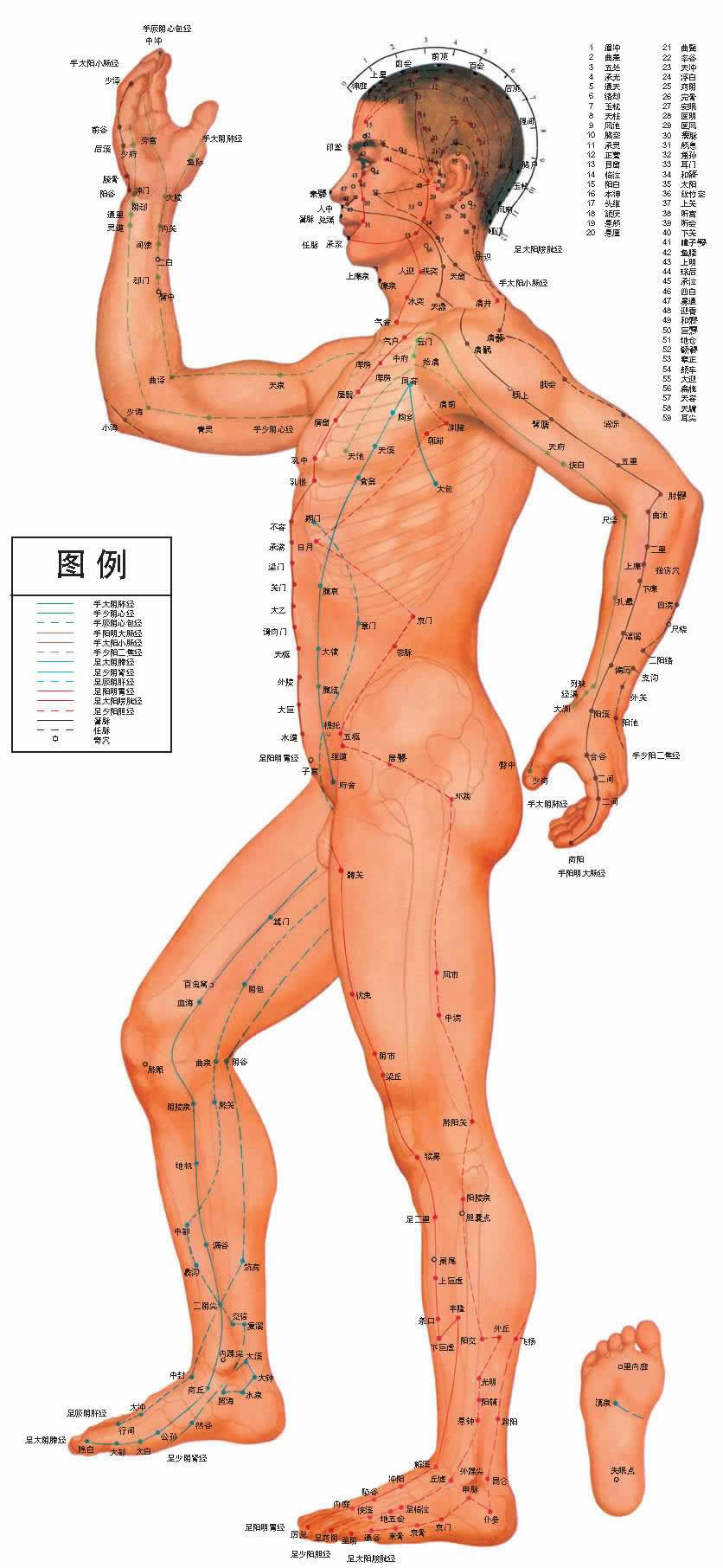 中医男性人体穴位侧面图挂图